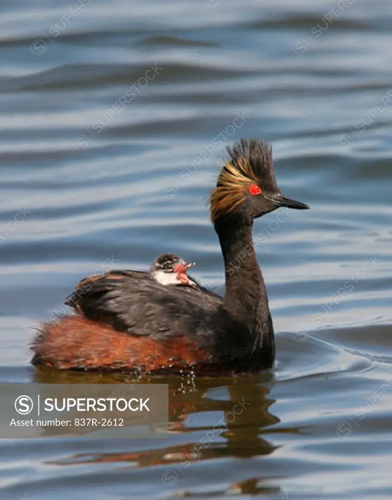 Eared Grebes floating on water