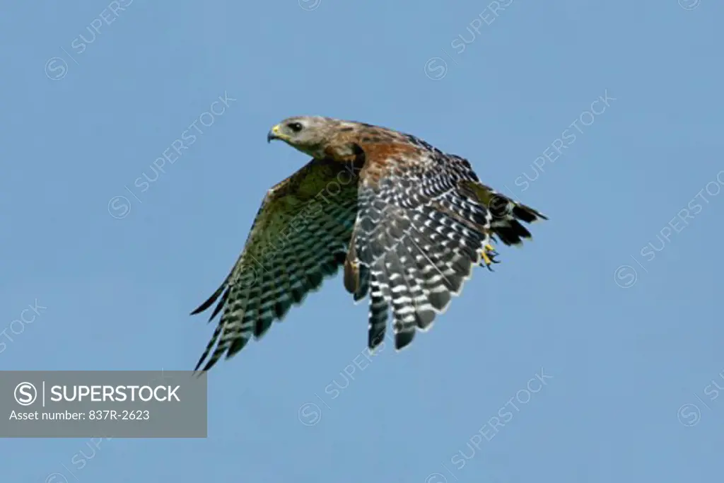 A Red-shouldered Hawk in flight