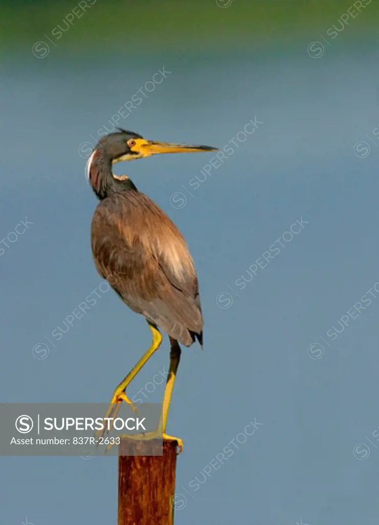 Tricolored Heron standing on a wooden post