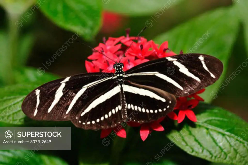 Close-up of a Zebra Butterfly pollinating a flower (Heliconius charithonius)