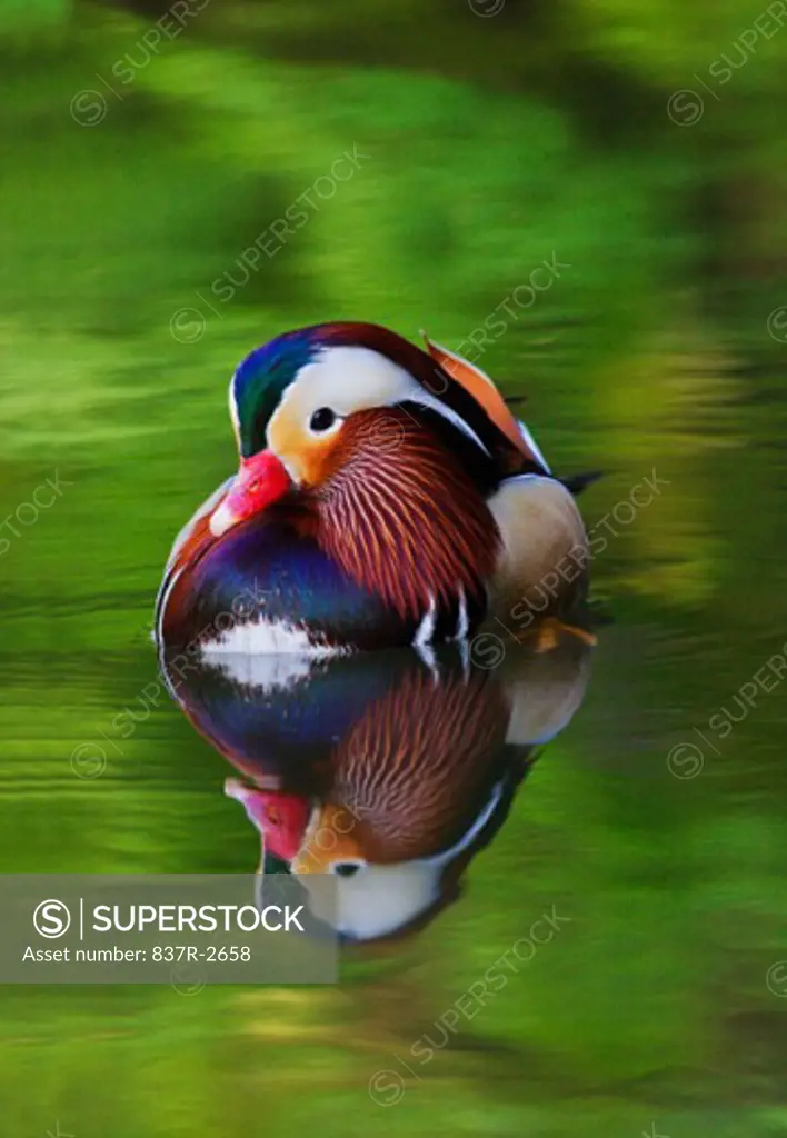 Mandarin Duck in water (Aix galericulata)