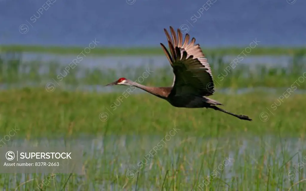 Side profile of a Sandhill Crane flying (Grus canadensis)