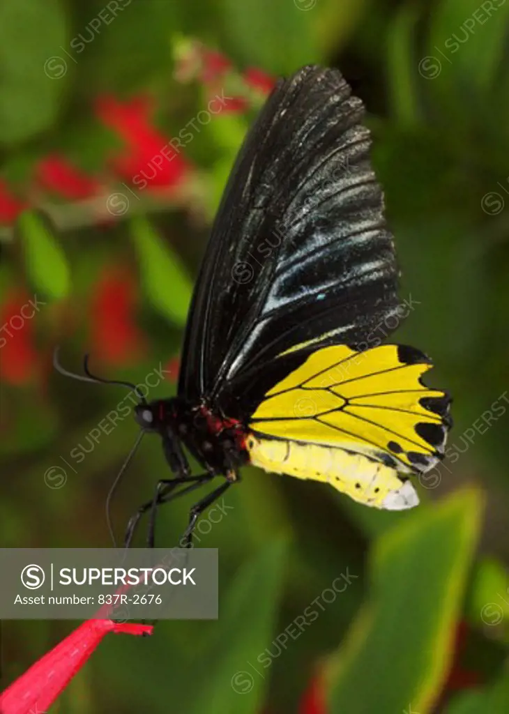 Close-up of a Birdwing Butterfly pollinating a flower