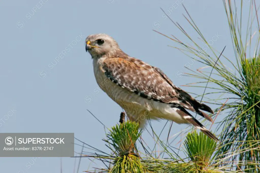 Close-up of a Red-shouldered Hawk perching (Buteo lineatus)