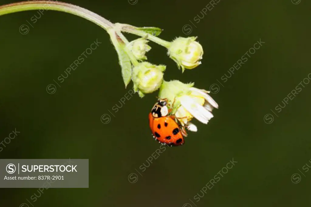 Close-up of a ladybug on a flower