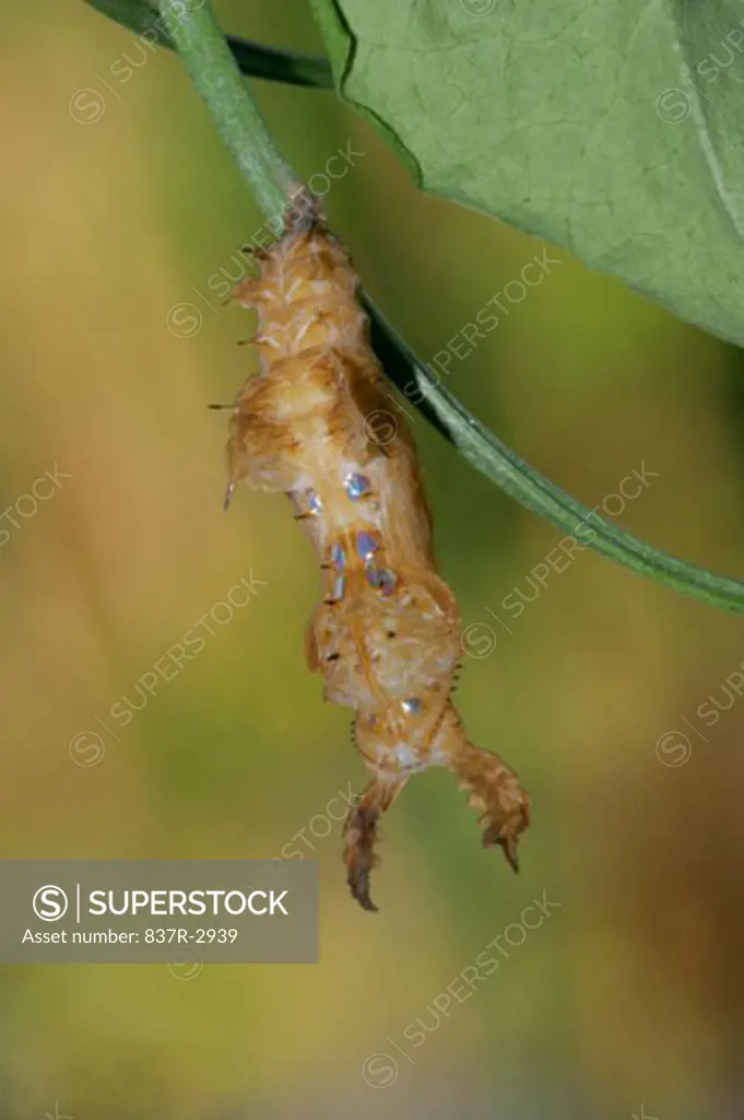 Close-up of a caterpillar of a Zebra Longwing Butterfly climbing on a twig (Heliconius charitonius)