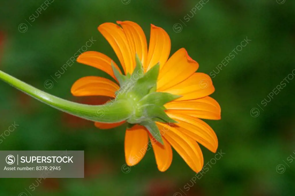 Close-up of a Mexican Sunflower (Tithonia rotundifolia)
