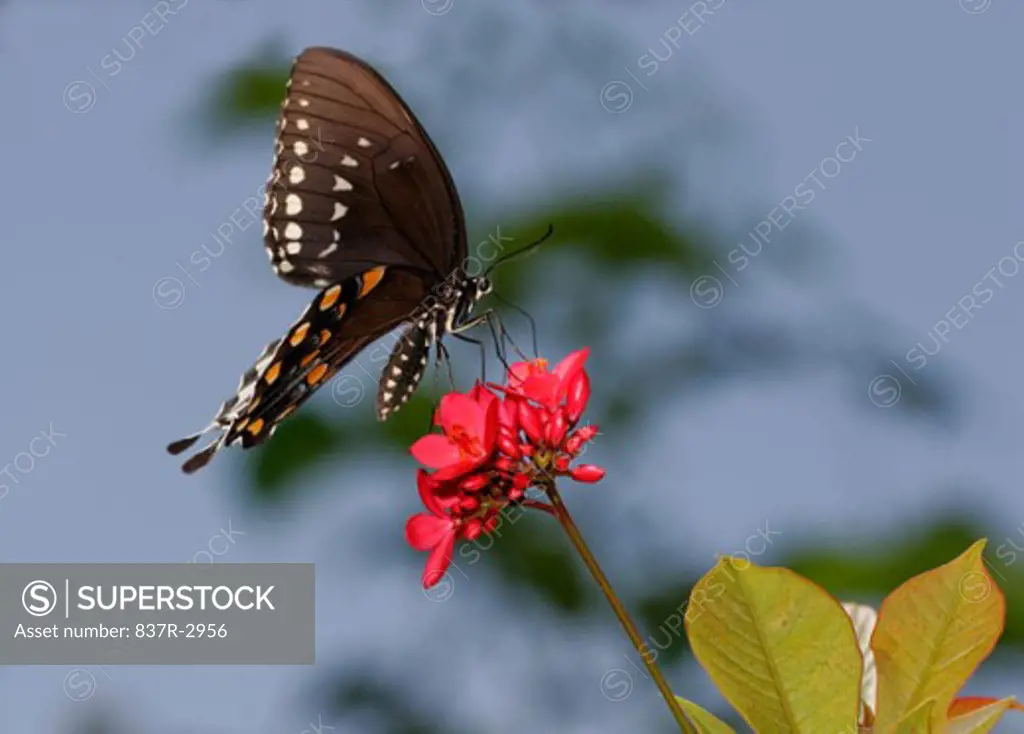 Close-up of a Spicebush Swallowtail Butterfly on a flower pollinating (Papilio troilus)