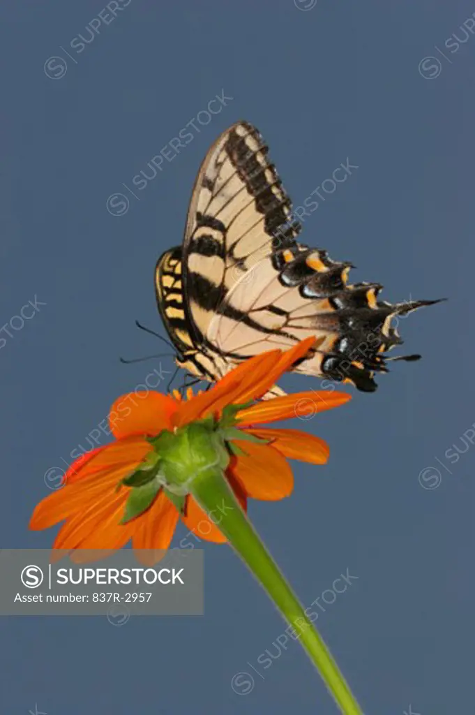 Low angle view of a Tiger Swallowtail Butterfly on a flower pollinating (Papilio glaucus)