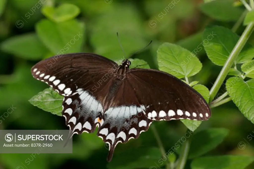High angle view of a Spicebush Swallowtail Butterfly on a leaf (Papilio troilus)