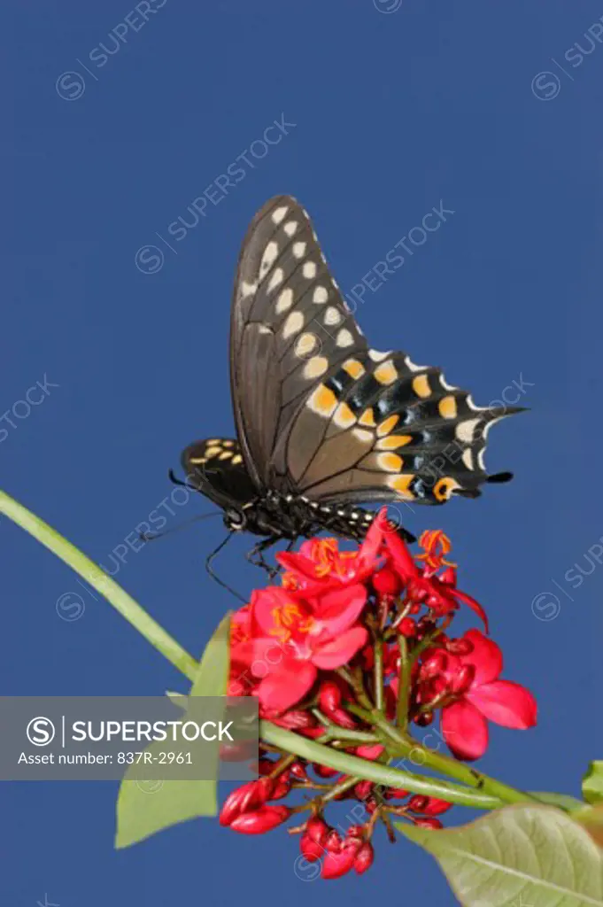 Low angle view of a Black Swallowtail Butterfly on a flower pollinating (Papilio polyxenes)