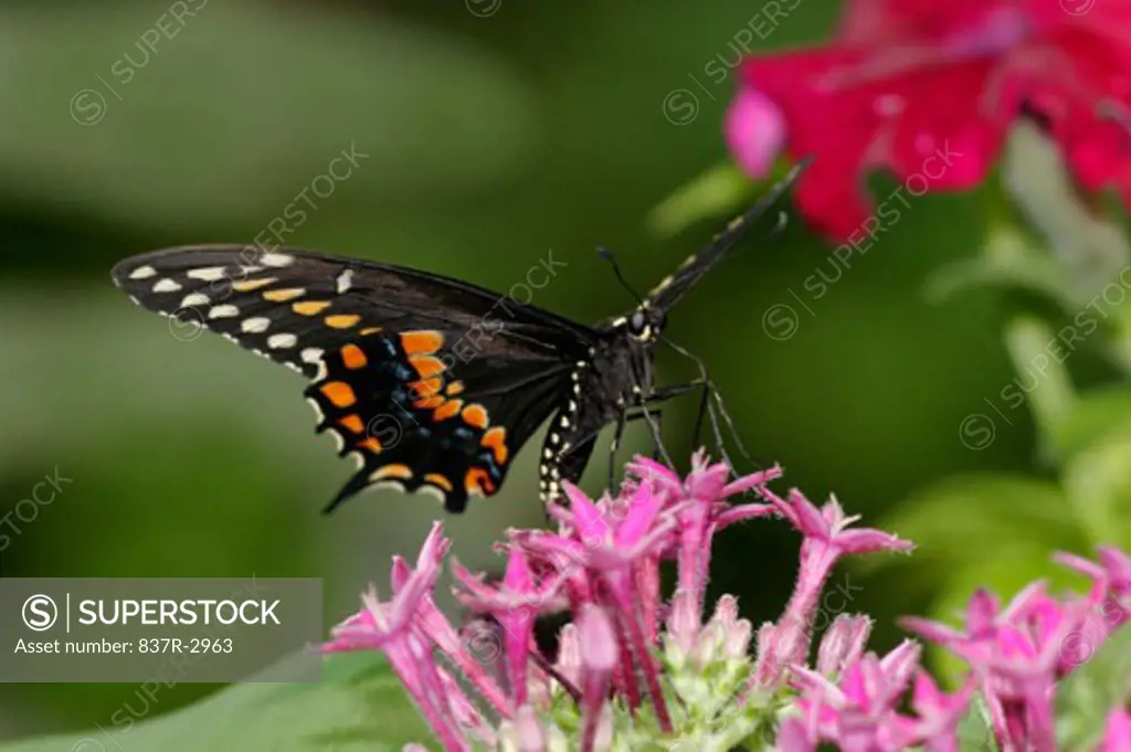 Close-up of a Black Swallowtail Butterfly on a flower pollinating (Papilio polyxenes)