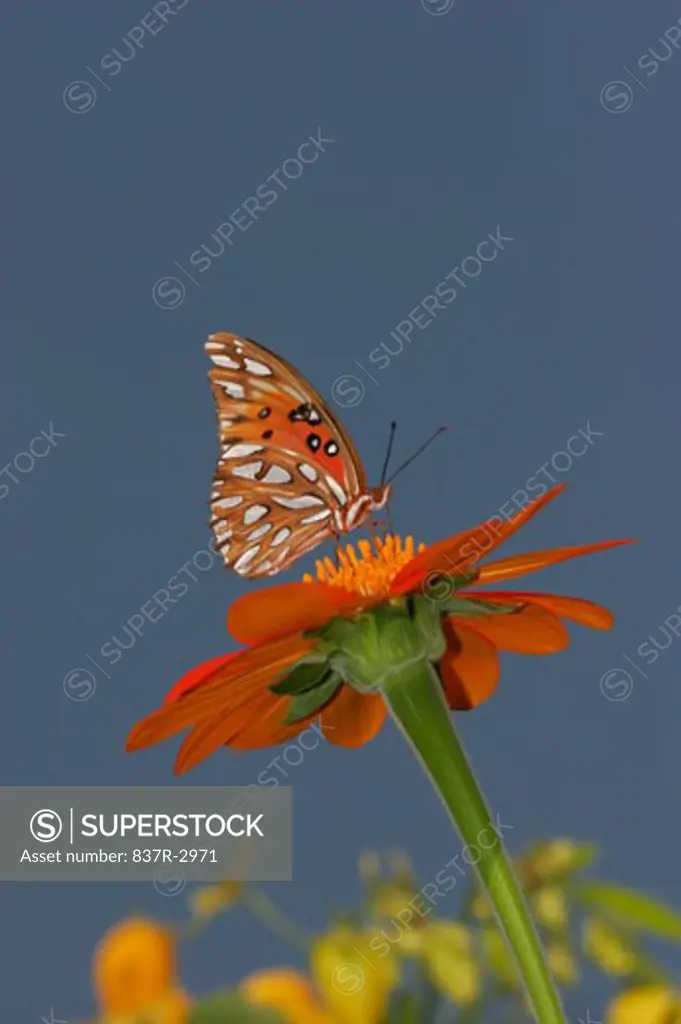 Side profile of a Gulf Fritillary Butterfly on a flower pollinating (Agraulis vanillae)