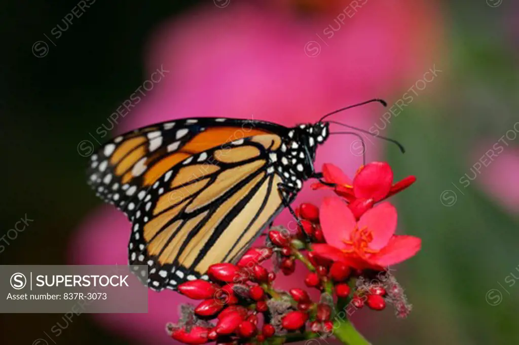 Close-up of a Monarch butterfly pollinating a flower (Danaus plexippus)
