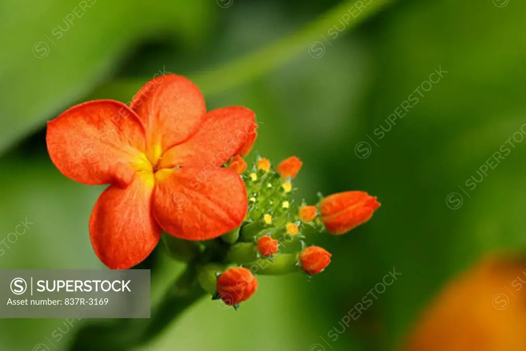 Close-up of a Mexican Flame Vine flower (Senecio confusus)