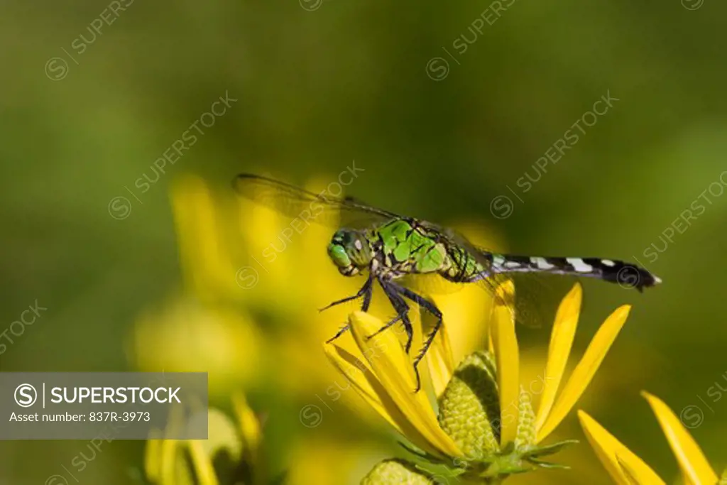 Close-up of an Eastern Pondhawk Dragonfly (Erythemis simplicicollis) on a flower