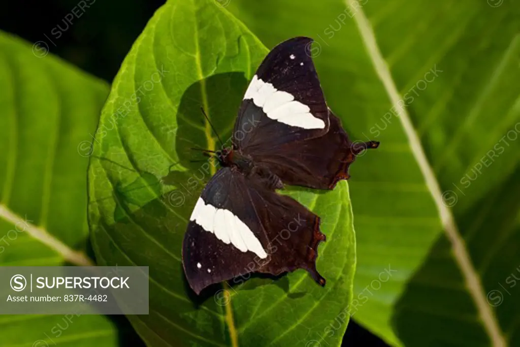 Silver-studded Leafwing (Hypna clytemnestra mexicana), directly above