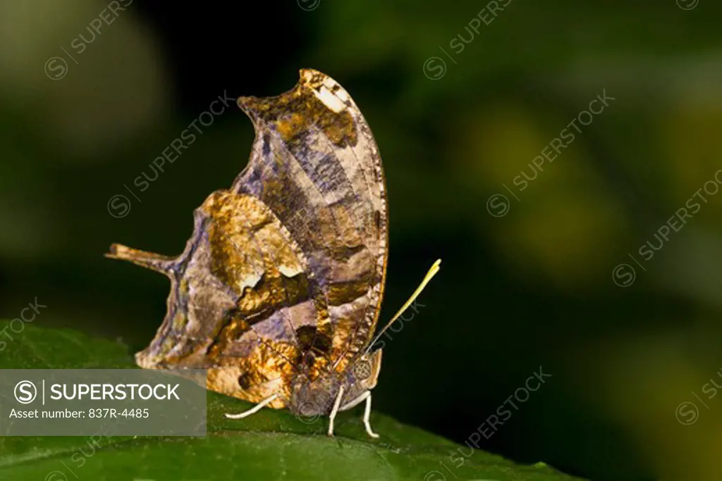 Tiger Leafwing (Consul fabius), side view