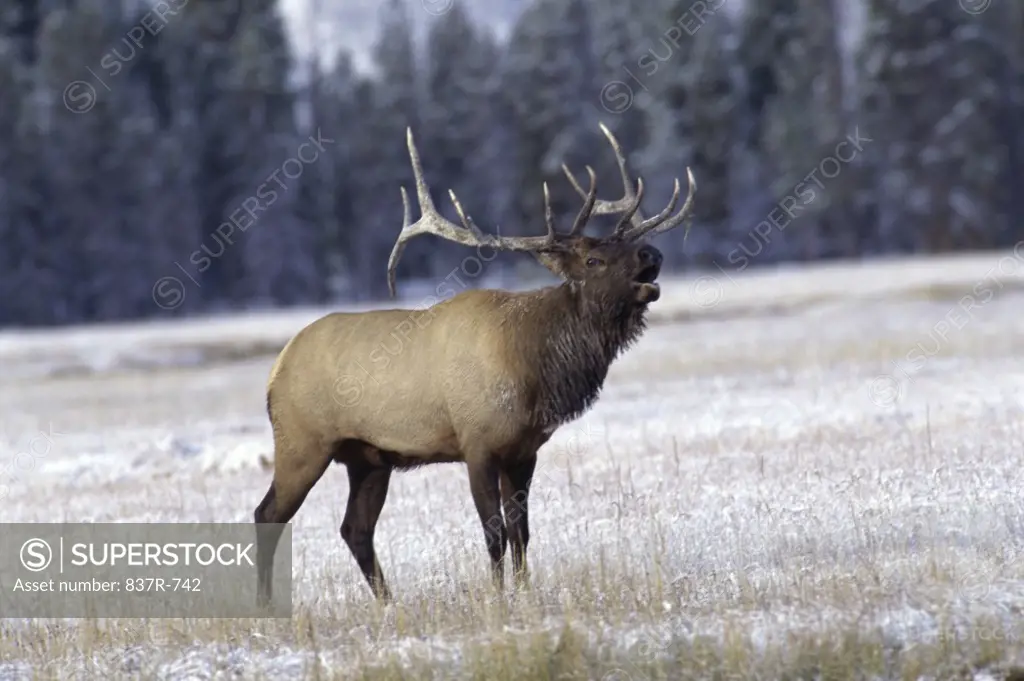 Elk standing in a field, Yellowstone National Park, Wyoming, USA