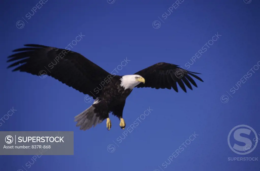 Low angle view of a Bald Eagle flying in the sky, Alaska, USA