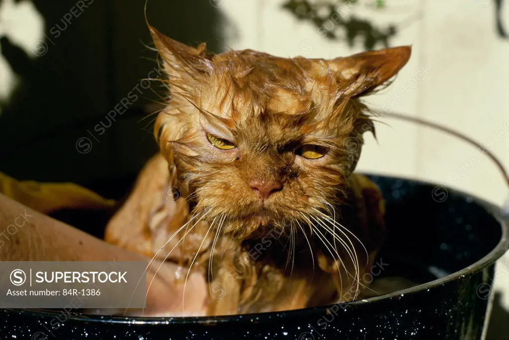 Person washing a cat