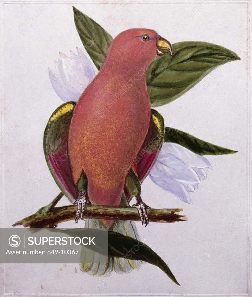 Parrot by Titian Ramsay Peale,  Watercolor,  (1799-1885),  USA,  Pennsylvania,  Philadelphia,  David David Gallery