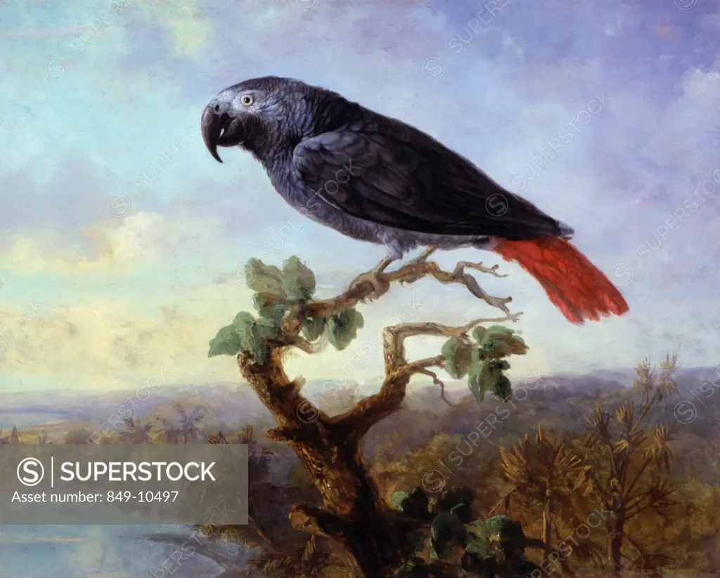 African Grey Parrot, 19th Century, Artist Unknown (American), Oil On Wood Panel, David David Gallery, Philadelphia, Pennsylvania, USA