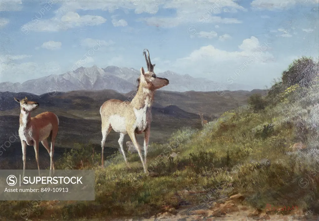 Antelope Albert Bierstadt (1830-1902/American) Oil on Canvas David David Gallery, Philadelphia, Pennsylvania, USA