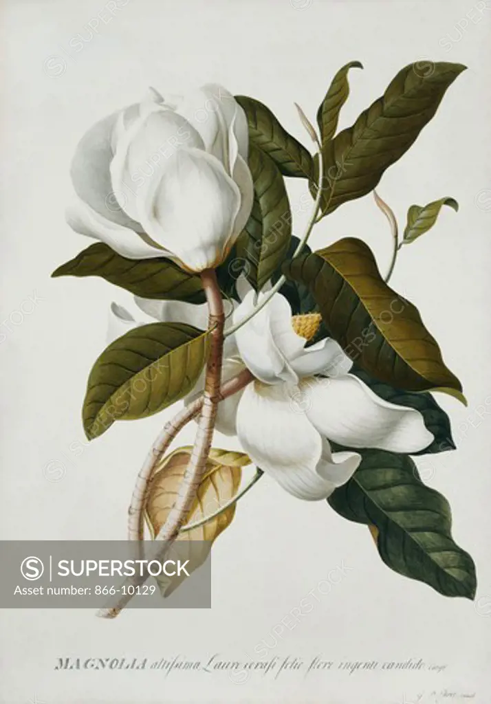 Magnolia. Georg Dionysius Ehret (1708-1770). Pencil, watercolour and bodycolour on vellum. 52.2 x 36.8cm.