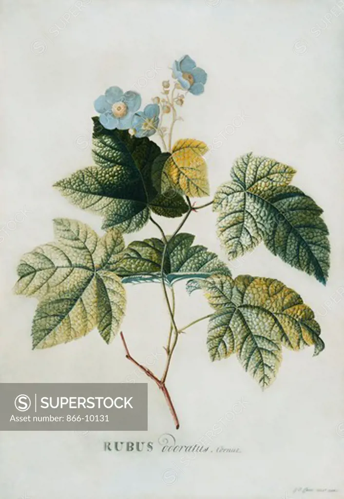 Rubus. Georg Dionysius Ehret (1708-1770). Pencil, watercolour and bodycolour on vellum. Dated 1744. 52 x 36.8cm.