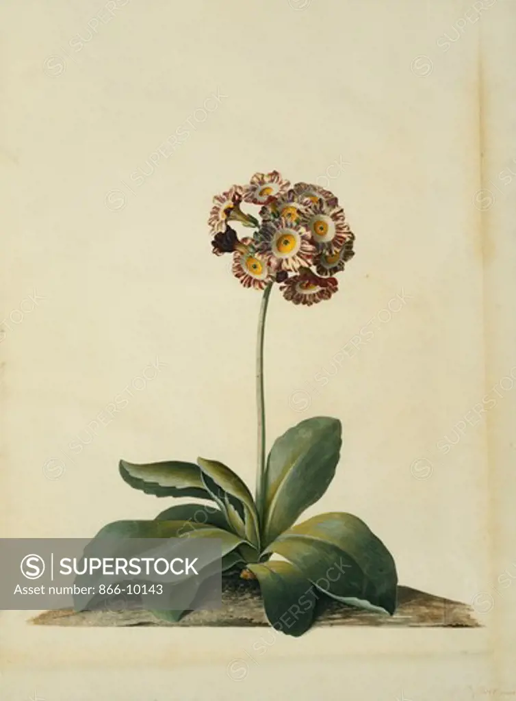 A Pink Variegated Auricula. Georg Dionysius Ehret (1708-1770). Watercolour and bodycolour, on vellum. 46.4 x 33.3cm.