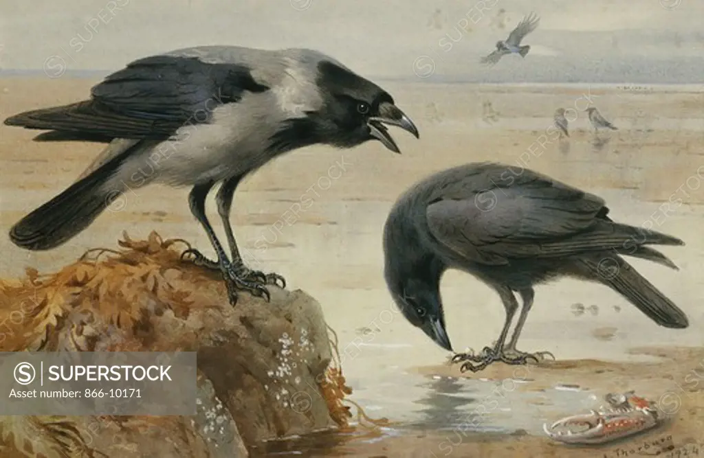 A Hooded Crow and a Carrion Crow. Archibald Thorburn (1860-1935). Pencil and watercolour with touches of white heightening. Dated 1924. 17.8 x 27.9cm.