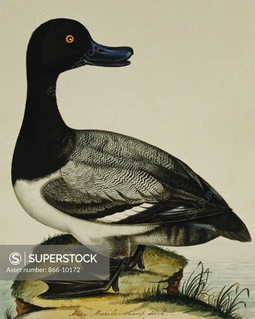 Scaup Duck (Anas Marila). Reverend Christopher Atkinson (1754-1795). Pencil and watercolour heightened with gum arabic. 25.6 x 22.6cm.