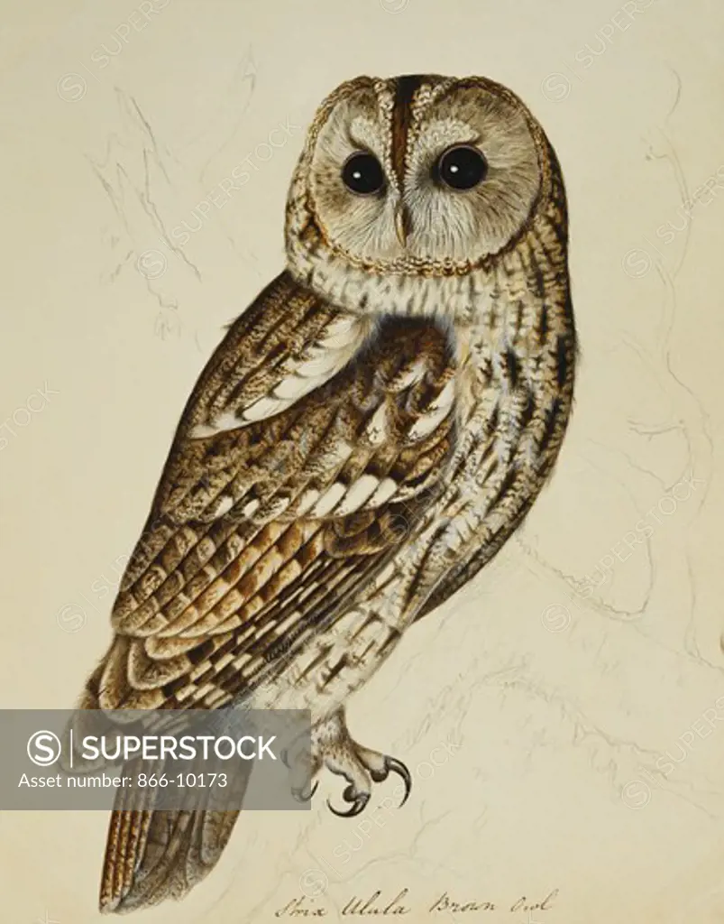 Brown Owl (Strix Ulula). Reverend Christopher Atkinson (1754-1795). Pencil and watercolour heightened with gum arabic. 28.3 x 22.5cm.