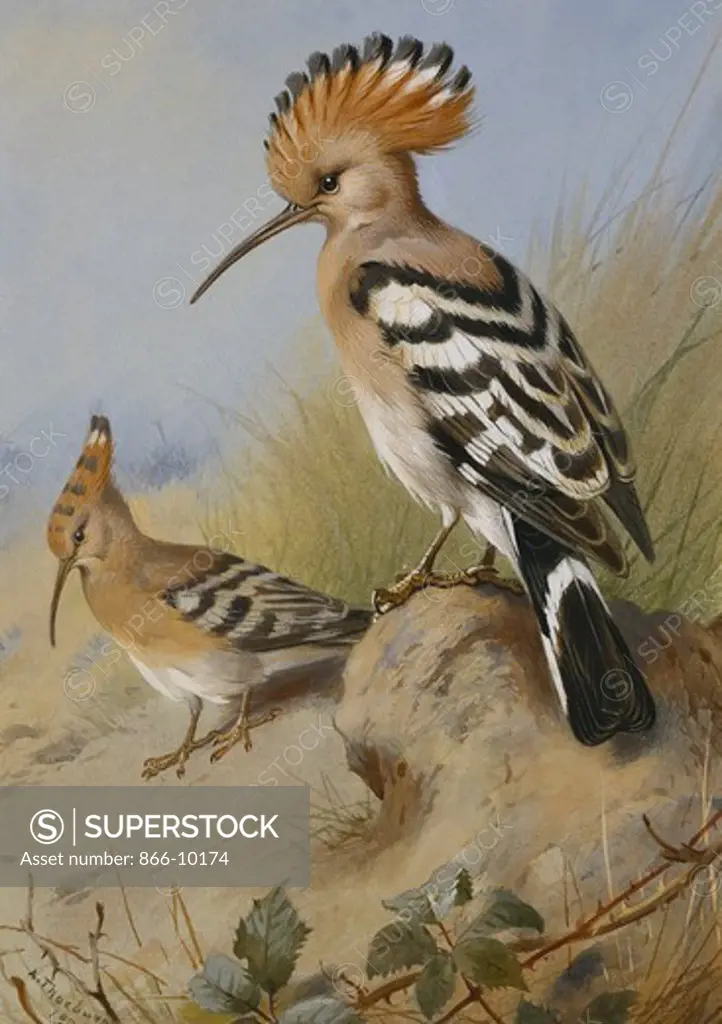 Hoopoes. Archibald Thorburn (1860-1935). Pencil and watercolour heightened with bodycolour on grey paper. Dated 1924. 26.2 x 18.4cm.
