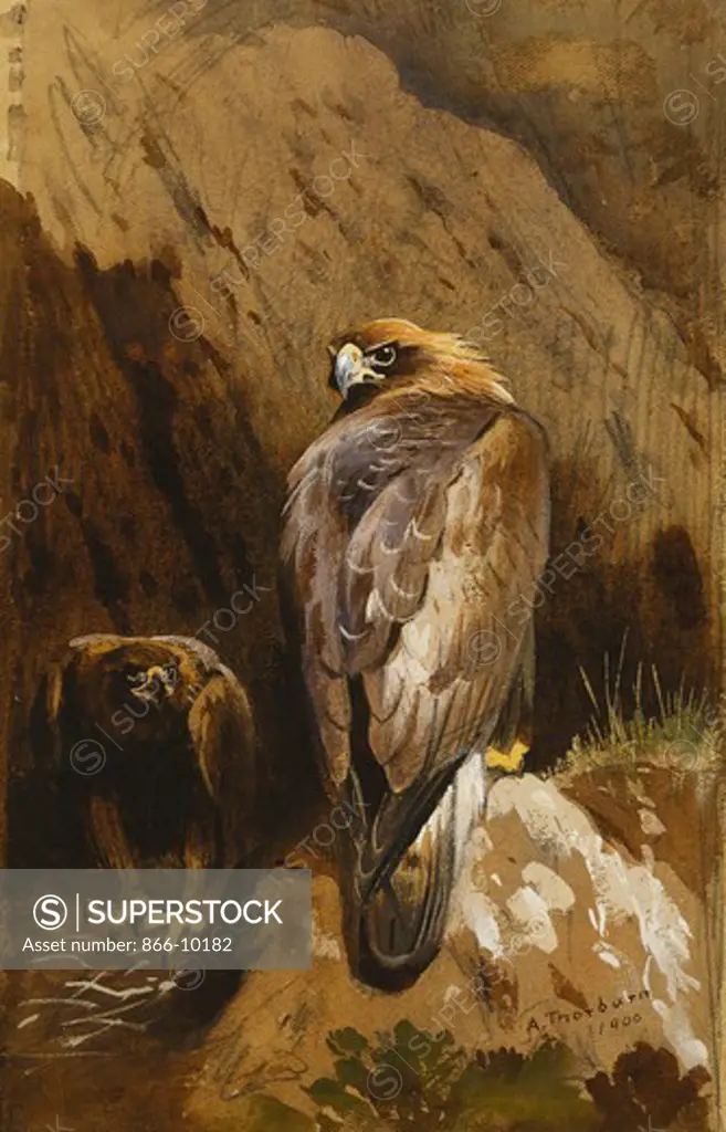 Golden Eagles at Their Eyrie. Archibald Thorburn (1860-1935). Pencil and watercolour heightened with white, on brown paper. Signed and dated 1900. 22.2 x 14.6cm.