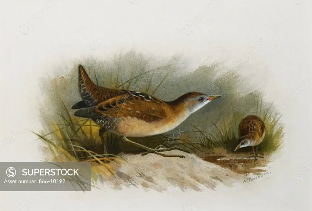A Little Crake. Archibald Thorburn (1860-1935). Watercolour heightened with white. 22.8 x 31.7cm.
