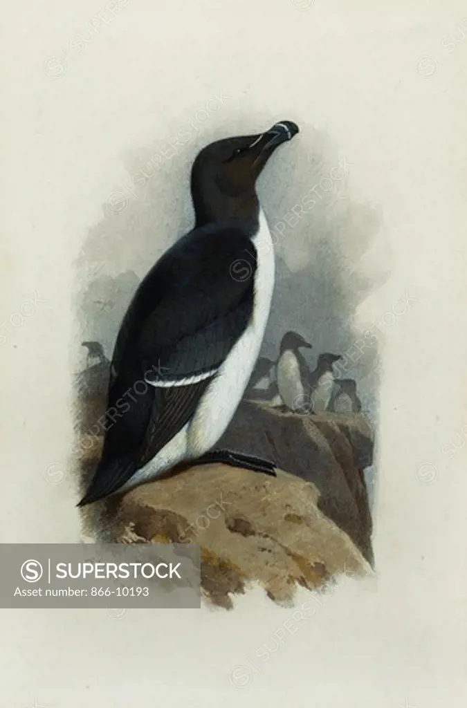 A Razorbill. Archibald Thorburn (1860-1935). Pencil and watercolour heightened with white. 22.5 x 15.3cm.