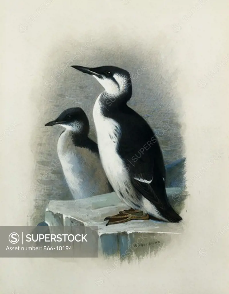 A Brunnich's Guillemot. Archibald Thorburn (1860-1935). Pencil and watercolour with touches of white heightening. 24.5 x 17.2cm.