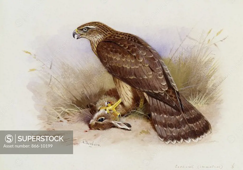 Goshawk. Archibald Thorburn (1860-1935). Watercolour heightened with bodycolour. 17.1 x 24.1cm. Illustration from Lord Lilford's Coloured Figures of the Birds of the British Isles.