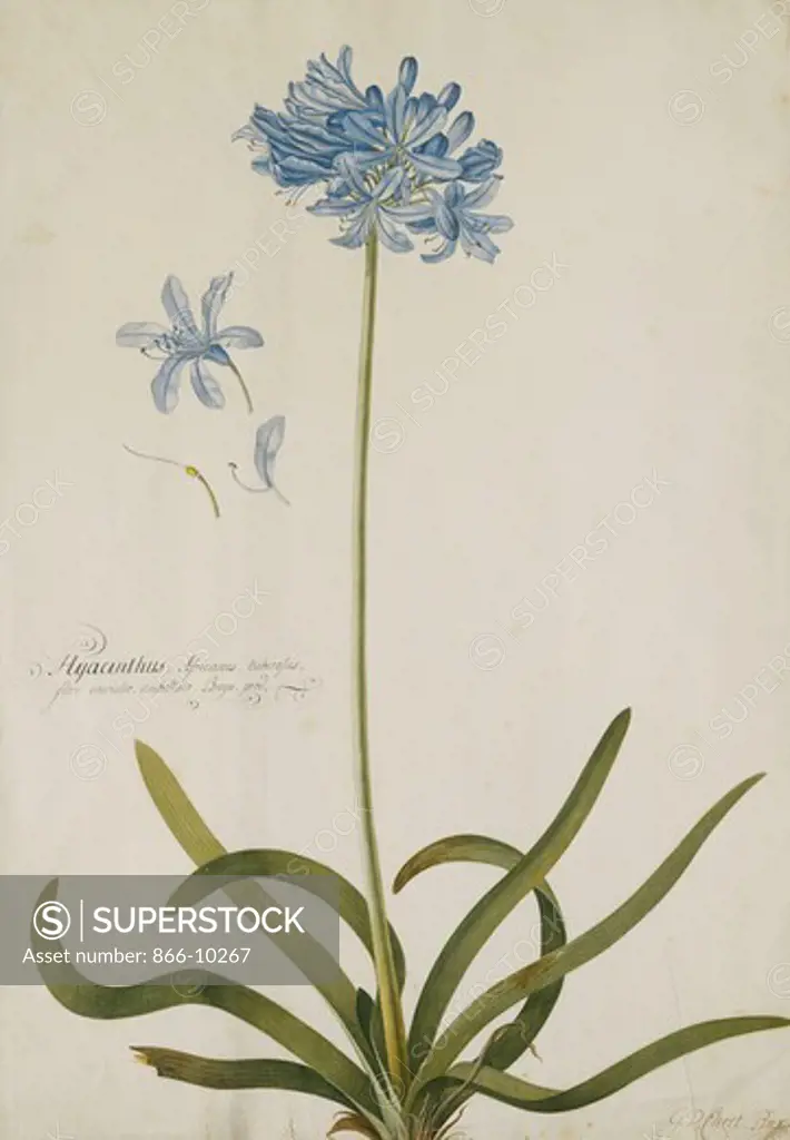 Agapanthus. Georg Dionysius Ehret (1708-1770). Pencil and watercolour with touches of white heightening on paper. Inscribed Hyacinthus Africanus, tuberosus. 51.8 x 35.8cm