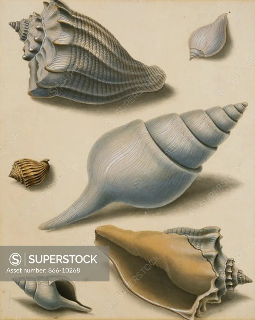 Studies of Shells and Marine Flora. Sydenham Teast Edwards (1768-1819). Pencil, pen and black ink and watercolour heightened with white. 25.1 x 20cm