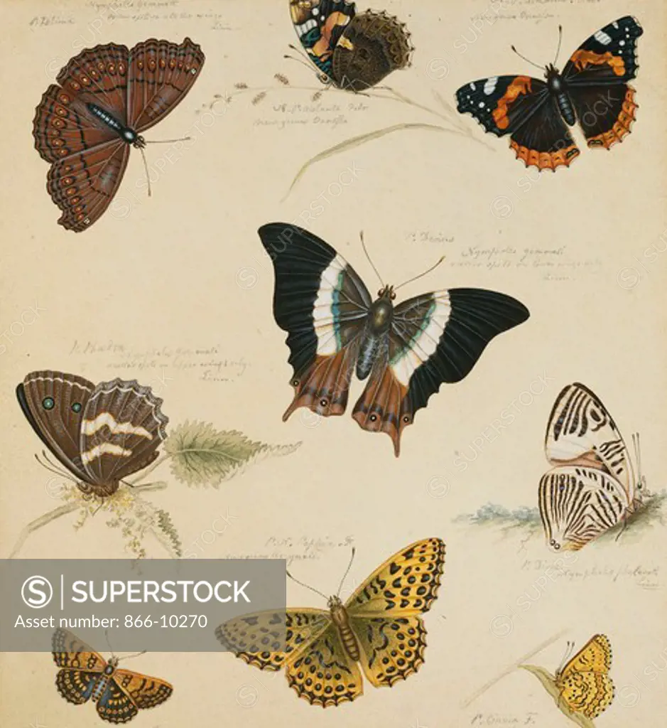 Studies of Butterflies and Insects. Sydenham Teast Edwards (1768-1819). Pencil, pen and ink with touches of white heightening and bodycolour. 24.4 x 20.9cm