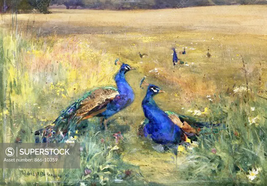 Peacocks in a Field. Mildred Anne Butler (1858-1941). Pencil, watercolour and bodycolour on card. 25.4 x 35.6cm.