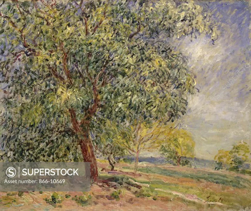 Walnut Tree at Sablons in Spring; Noyers aux Sablons, Primptemps. Alfred Sisley (1839 -1899). Oil on canvas. Painted in 1885.  46 x 55cm