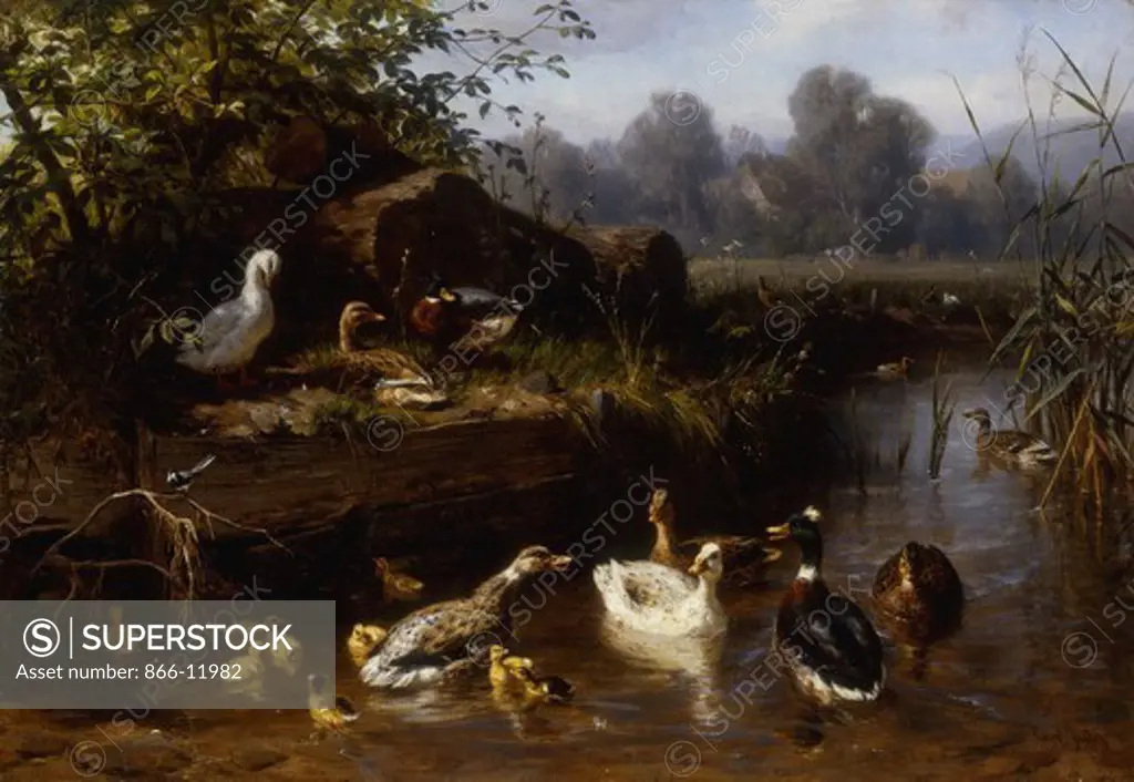 Ducks and Ducklings in a Stream. Carl Jutz (1838-1916). Oil on canvas. 35.6 x 50.8cm
