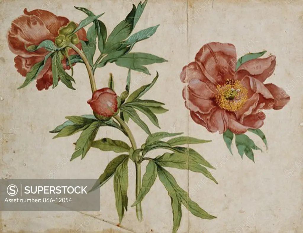 A Study of Paeonies. North Italian School (16th Century). Bodycolour on light brown paper. 25.4 x 33.4cm.