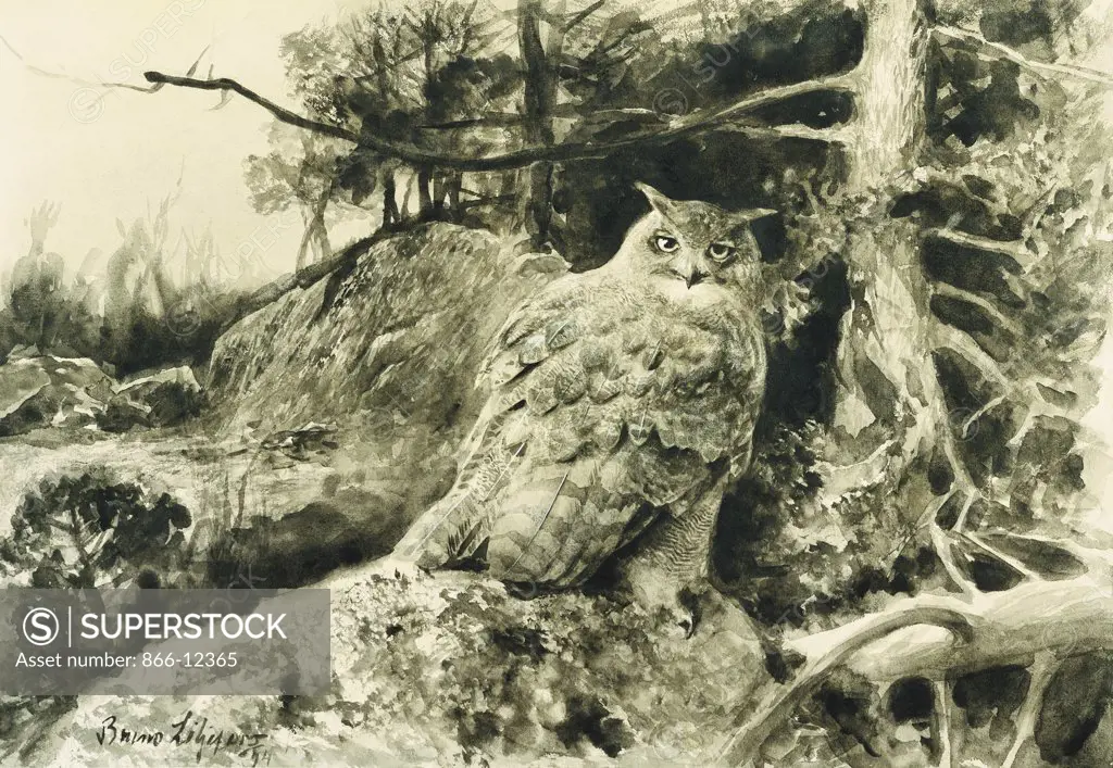 Berguv (Eagle Owl) Bubo Bubo. Bruno Liljefors (1860-1939). Black wash heightened with white. Dated 1894. 36.2 x 52.5cm