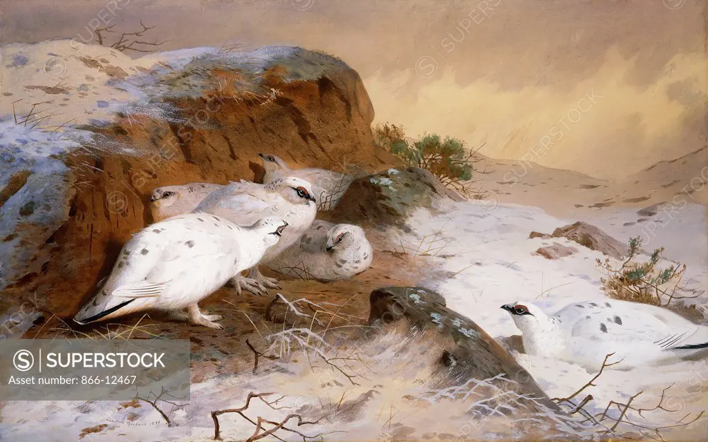 Ptarmigan in the Snow. Archibald Thorburn (1860-1935). Pencil and watercolour. Dated 1898. 59 x 94cm