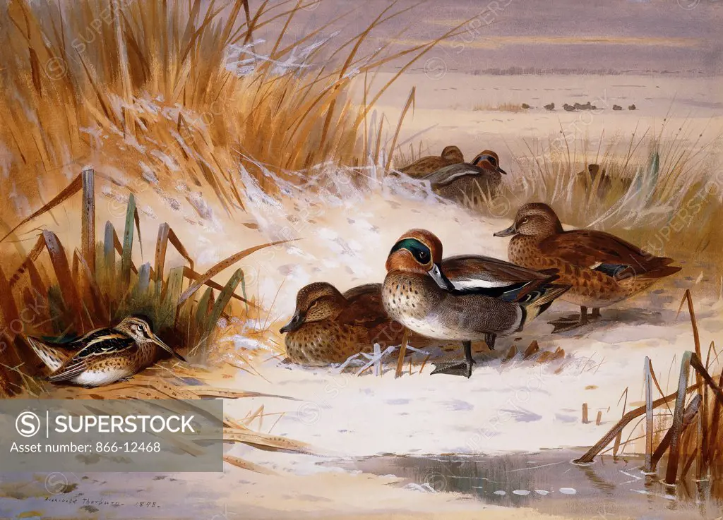 Mallard Widgeon and Snipe at the Edge of a Pool in Winter. Archibald Thorburn (1860-1935). Pencil and watercolour. Dated 1898. 57.2 x 79.3cm.